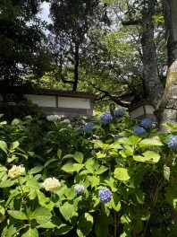 ＼＼紫陽花の季節／／　到来