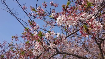 桜を見に行ってきました☆彡