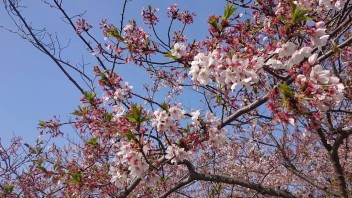 桜を見に行ってきました☆彡