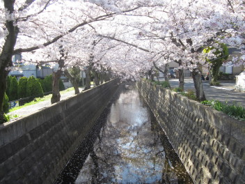 富田の桜スポット！