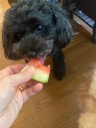 世界一かわいい犬の紹介