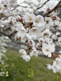 春到来✿