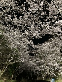 夜桜