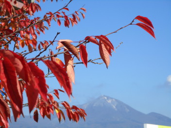 会津店近くの街路樹の葉はまだ紅い