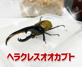 カブトムシの王様！ヘラクレスオオカブト様ご来店!!