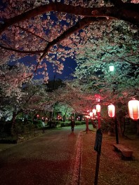 夜桜　in　和歌山城