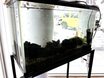 決算スズキの日！開催中です！