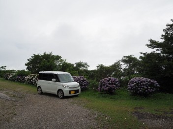 今年も半分過ぎました