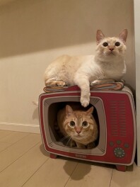 新入社員ブログリレー