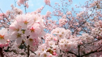 あと１週間後は…