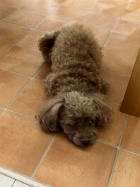 犬ドッグはすぐどこかにシールを貼るのさ～