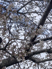 桜が咲きました(^^♪