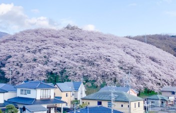 弘法山の桜が満開です✿