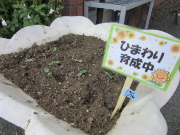 ひまわり成長日記～第一弾～