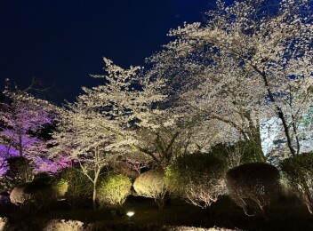 桜のライトアップ(*^^)v