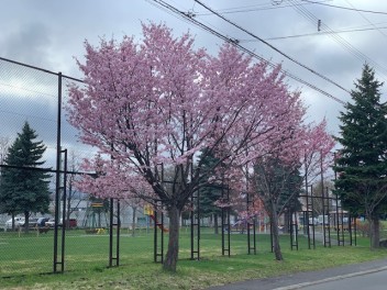 桜咲きました！