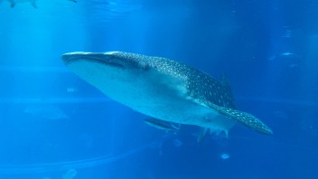 水族館と動物園