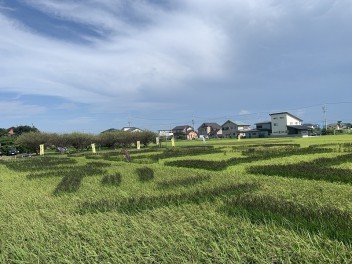 田んぼアート見てきました