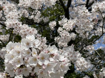 桜満開！　お花見は済ませしたか？