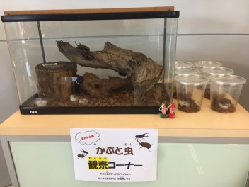 今年もやります！かぶと虫観察コーナー！！！