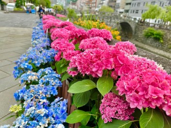 紫陽花鑑賞してきました♪