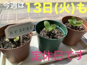 ☆　定休日のご案内　☆