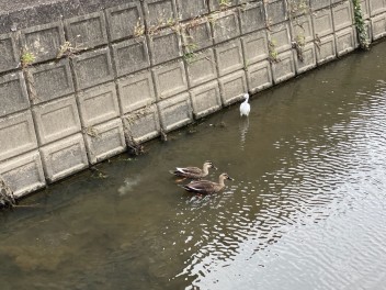 白鳥さんとカルガモさん(*‘∀‘)