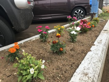 flower bed