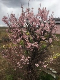 今年初桜♬