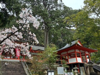 卯月　始まりました☆彡