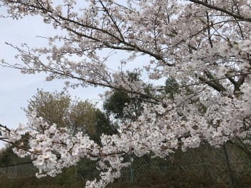 桜の季節(*^-^*)