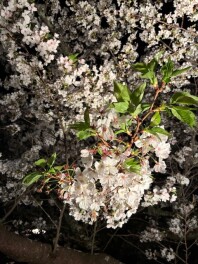 モータロウさんぽ♪