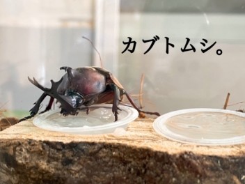 カブトムシ。