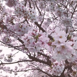 ✿スズキ車でお花見にお出かけしてみませんか？！✿