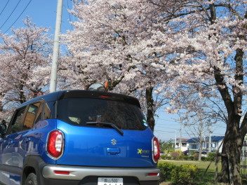 桜満開です！(*^_^*)