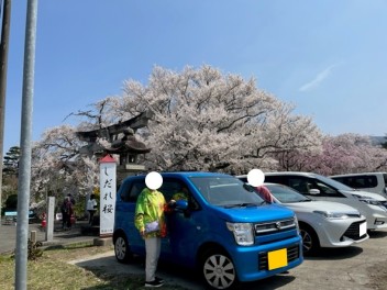 桜満開です！！