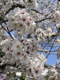 新年度始まりました♪