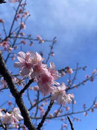 もう桜咲いてます！
