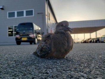 心もお車もリセット