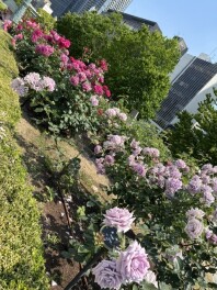 お花満開
