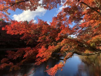 紅葉狩り