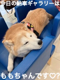 ももちゃんも祝福♥ スペーシアカスタムご納車です♥