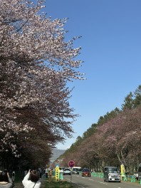 GWに桜を見に行きました！！