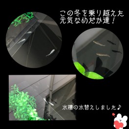 めだかの水槽の水換えをしました！