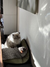 セブチさん家のネコちゃんたち♡