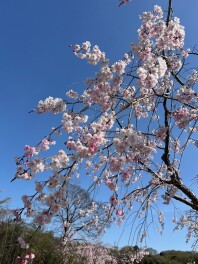 お花見に行きました！！