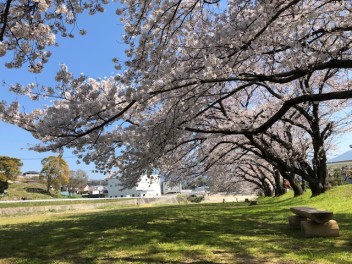 お花見おすすめスポット！