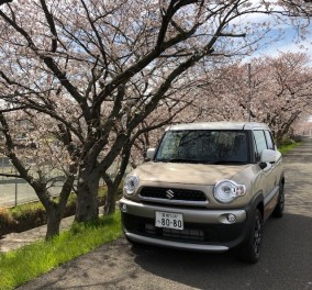 桜×クロスビー