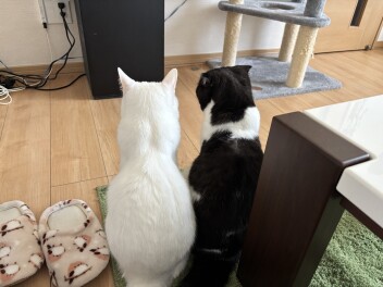 猫の日