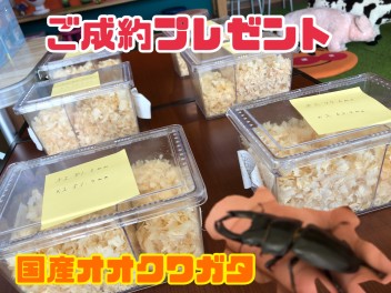 スズキ自販愛媛 夏祭り スタート！！